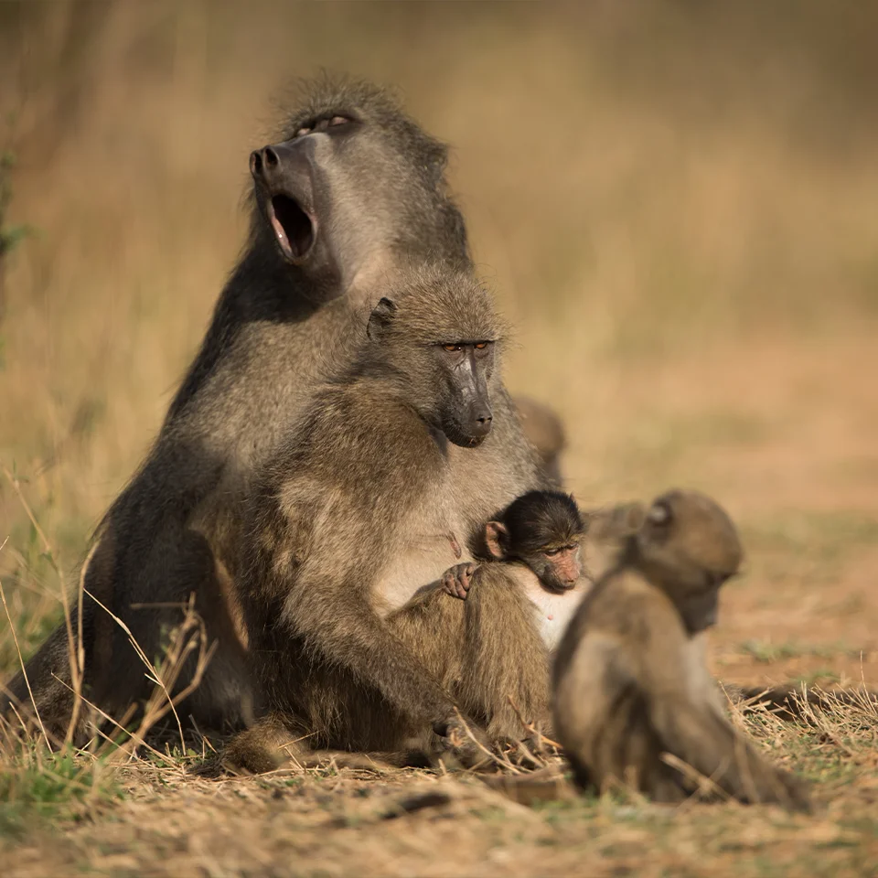 #ForNature | The East African Crude Oil Pipeline needs to be stopped.